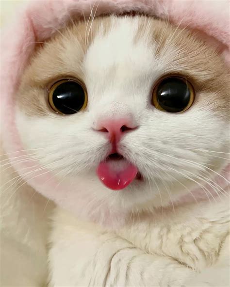 cute pic of cat